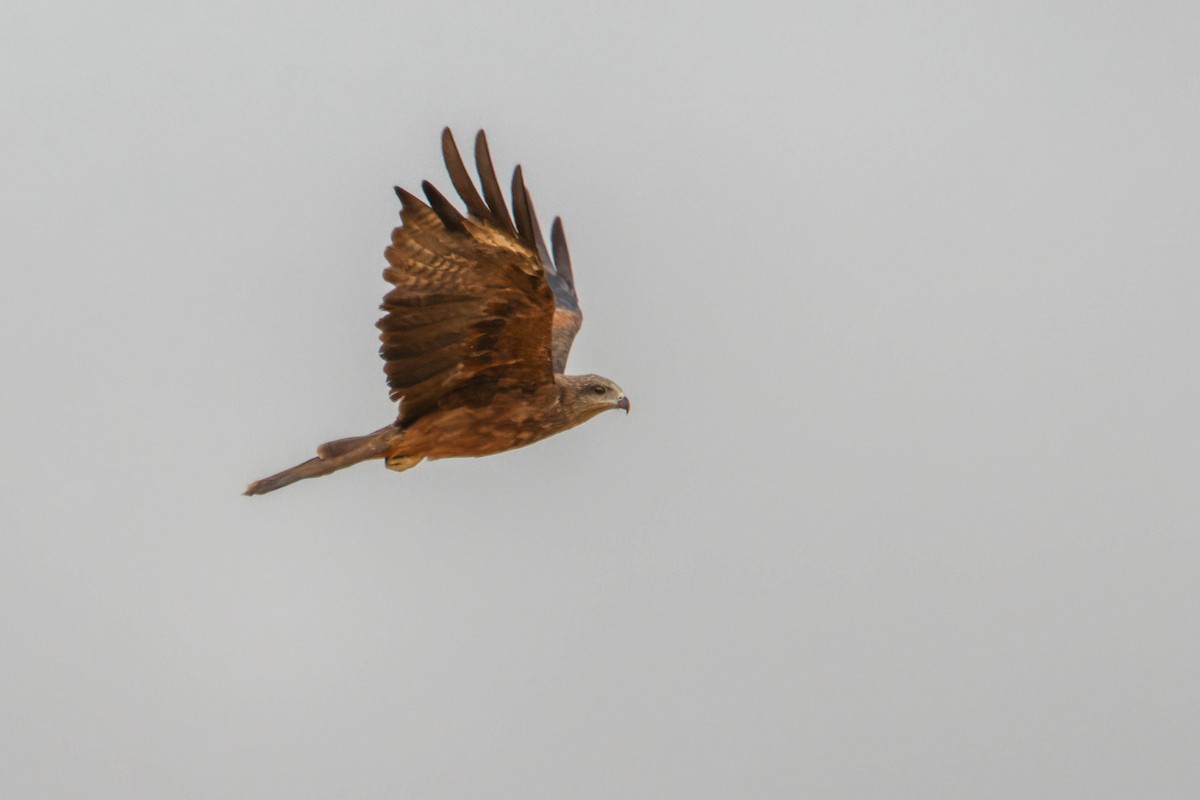 Milano Negro - ML646780624