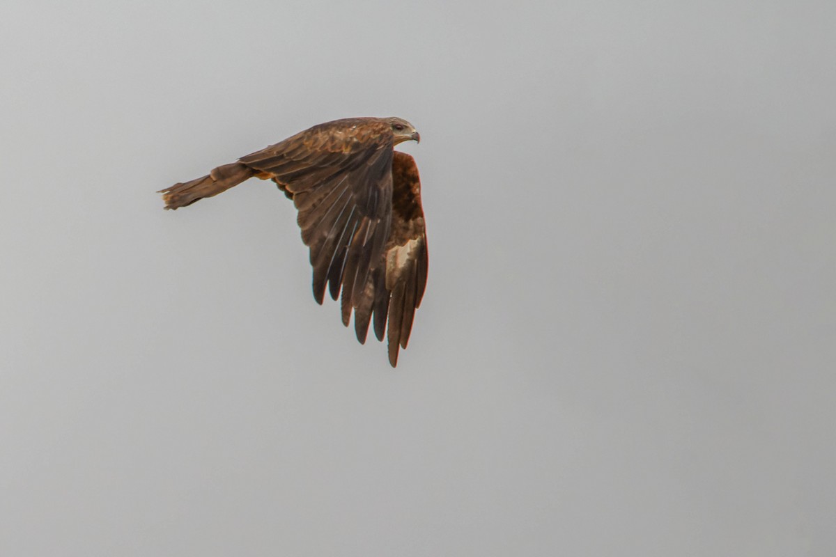 Milano Negro - ML646780625