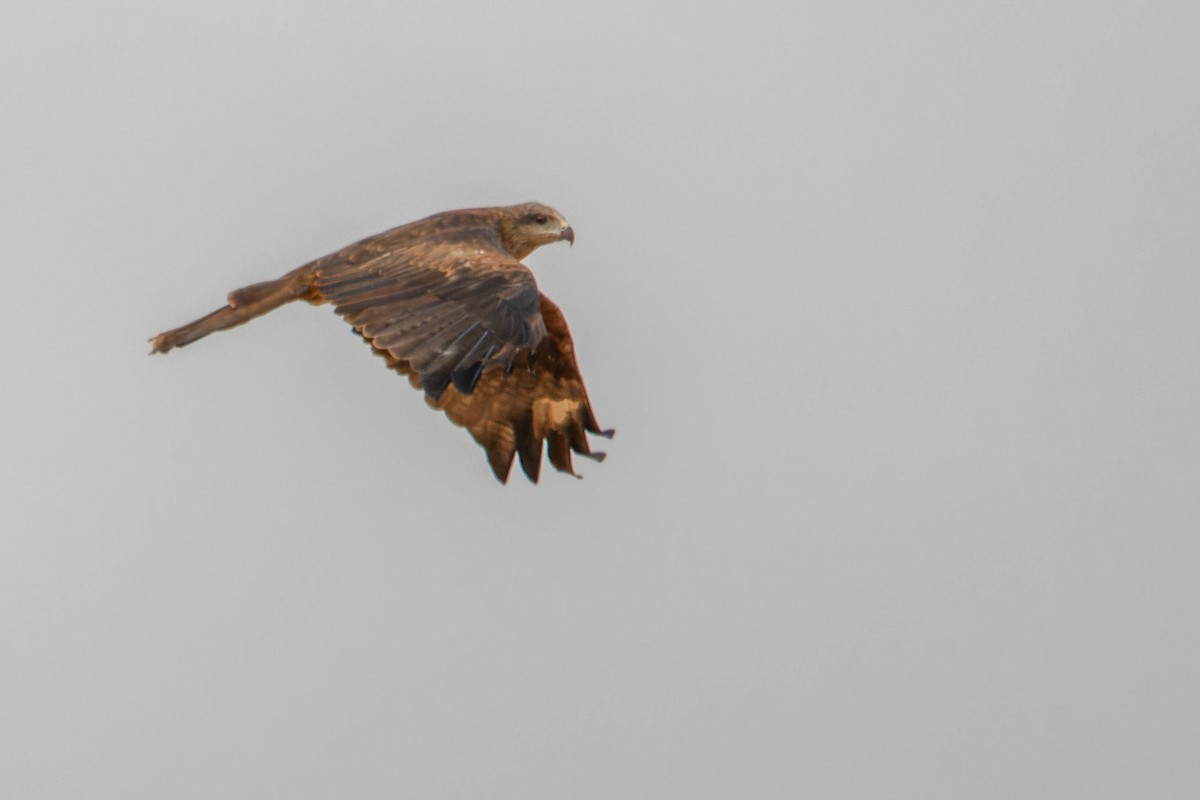 Milano Negro - ML646780626