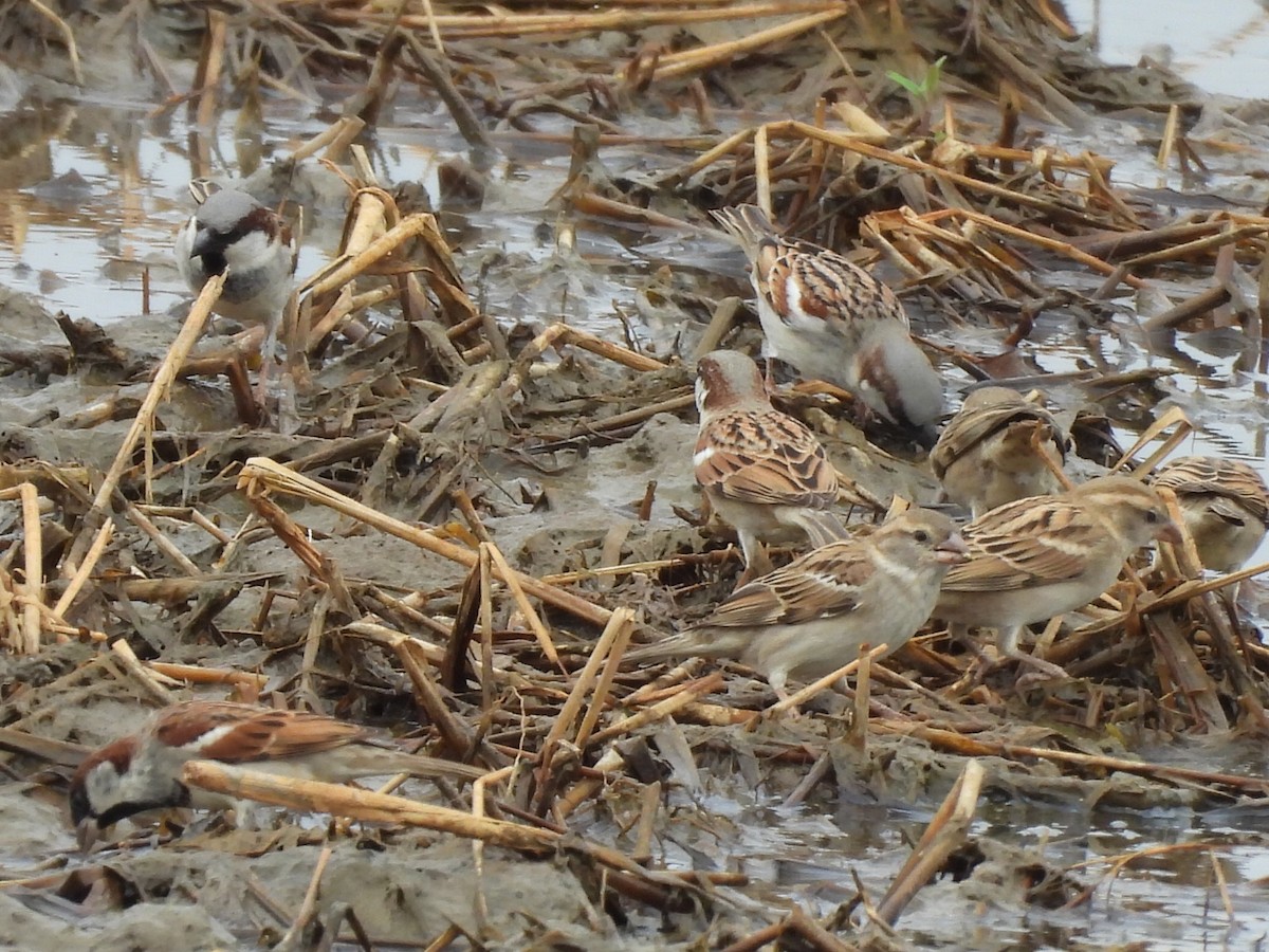 דרור הבית - ML646780627