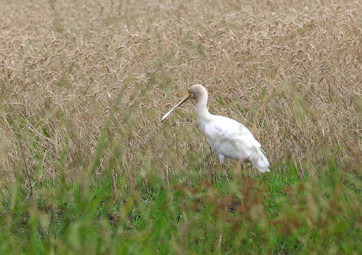 Spatule à bec jaune - ML646780628