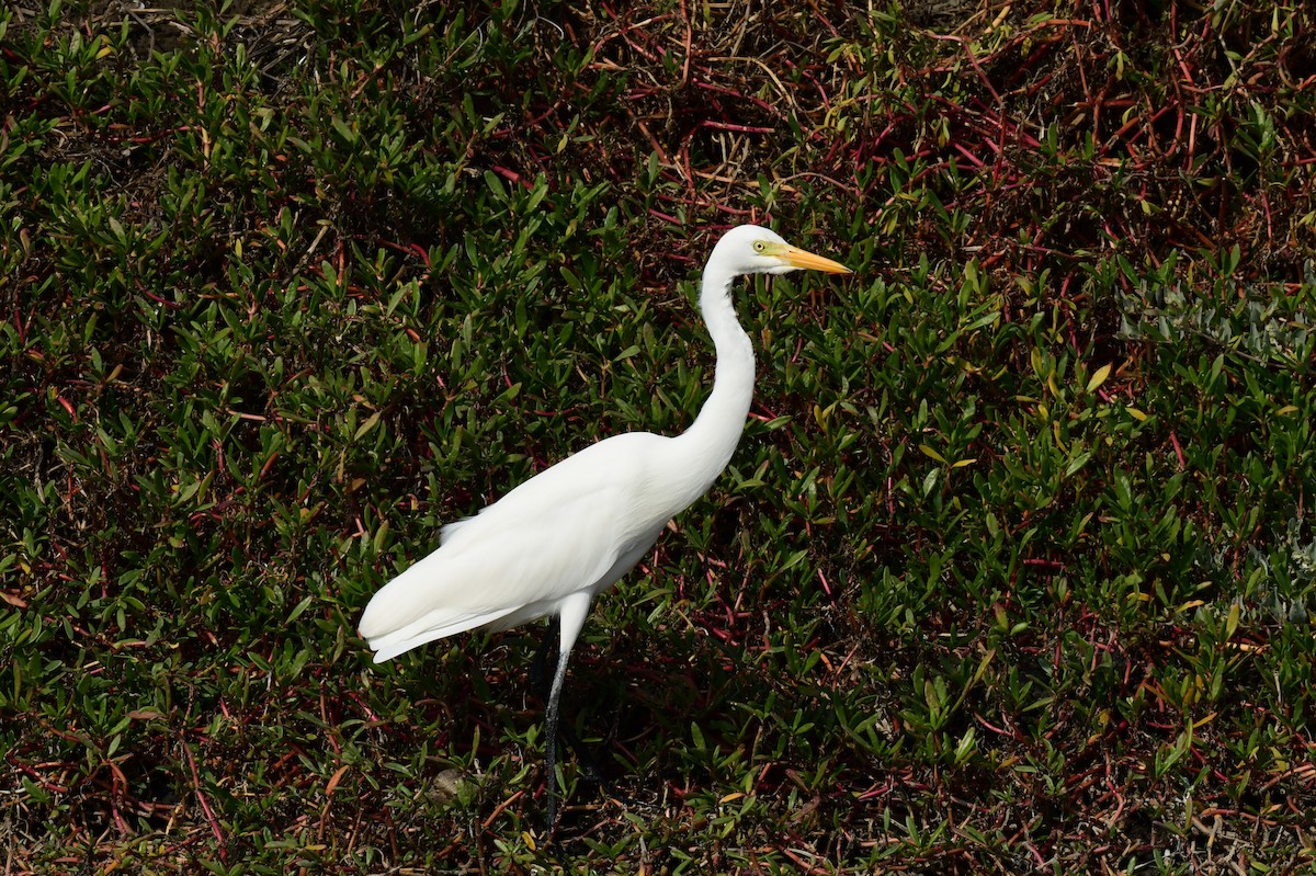 duskhegre - ML646780629