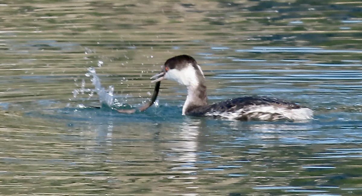 Horned Grebe - ML646780630