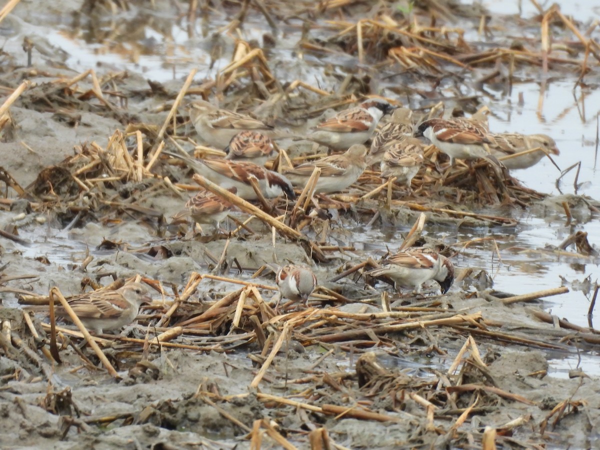 דרור הבית - ML646780631
