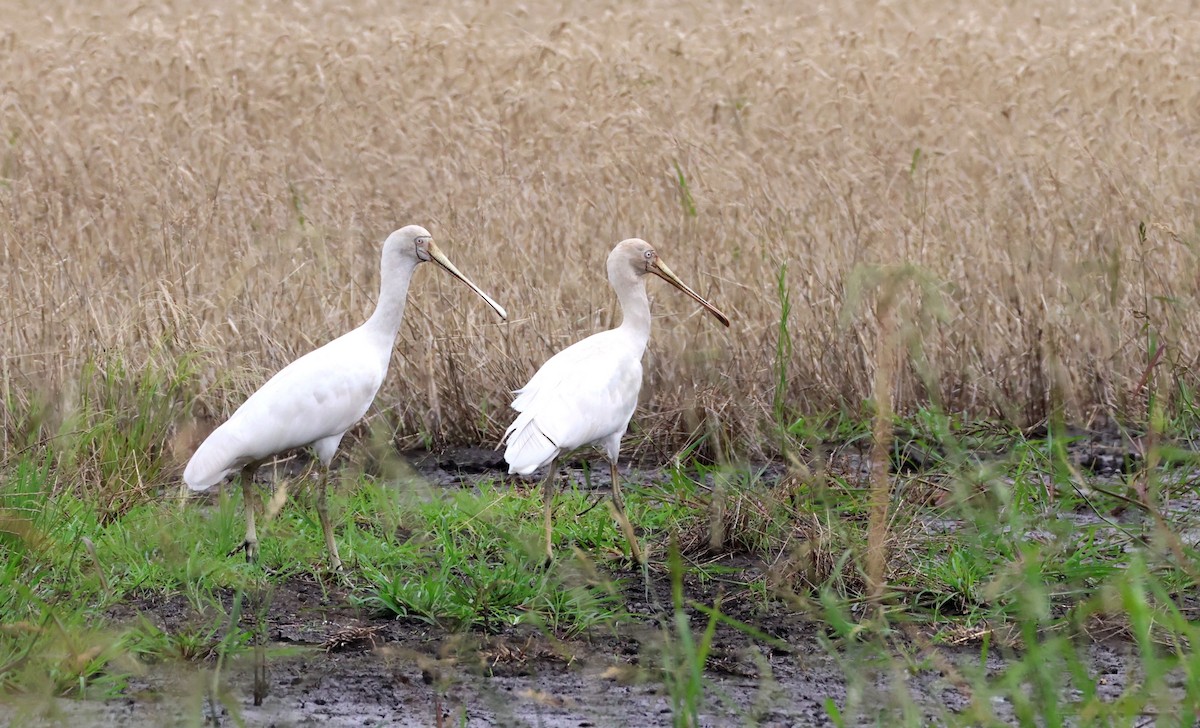 Spatule à bec jaune - ML646780632