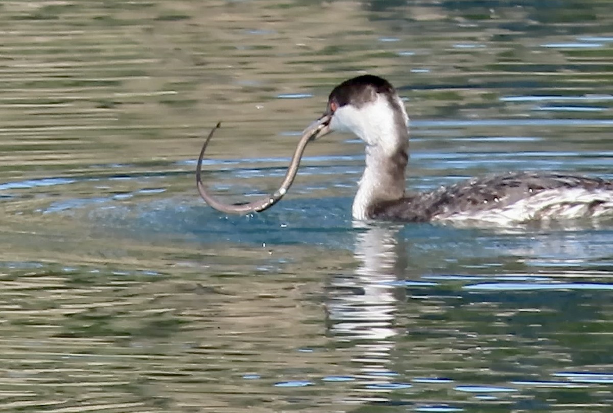 Horned Grebe - ML646780633