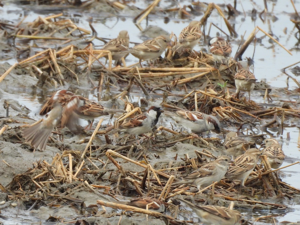 דרור הבית - ML646780634