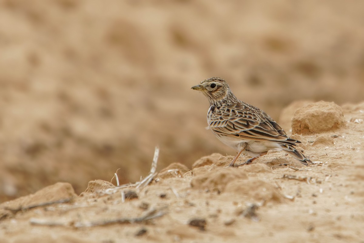 Alondra Común - ML646780635