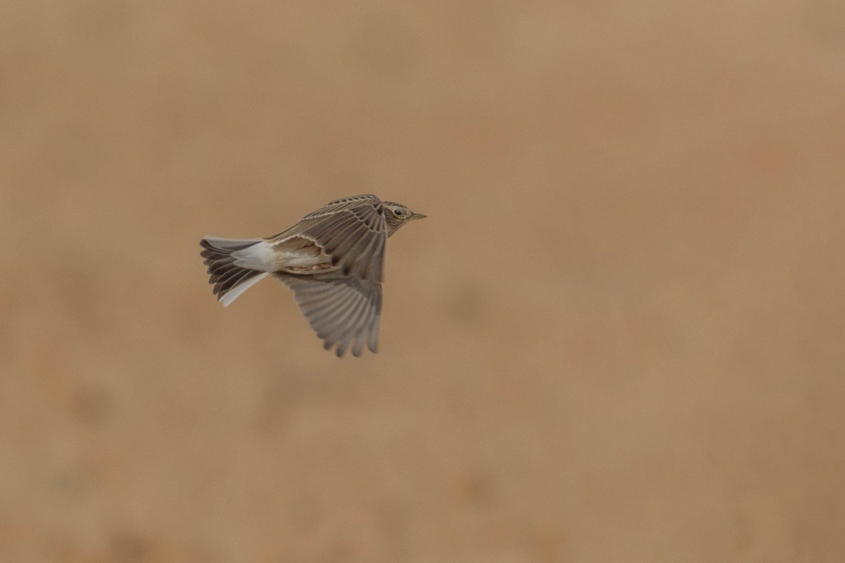 Alondra Común - ML646780636