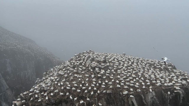 Северная олуша - ML646780637