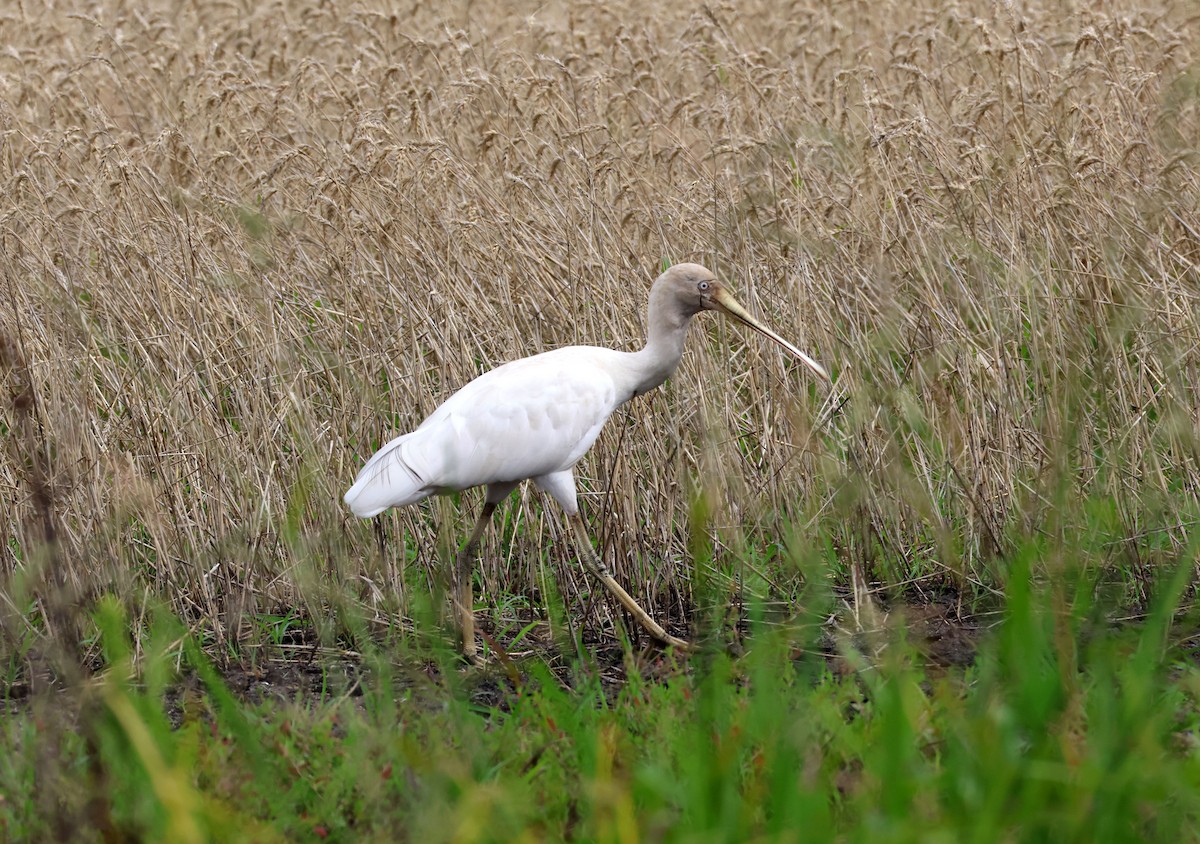 Spatule à bec jaune - ML646780639