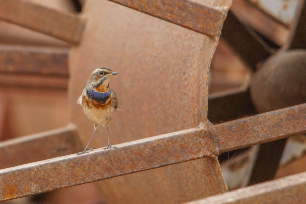 Ruiseñor Pechiazul - ML646780640
