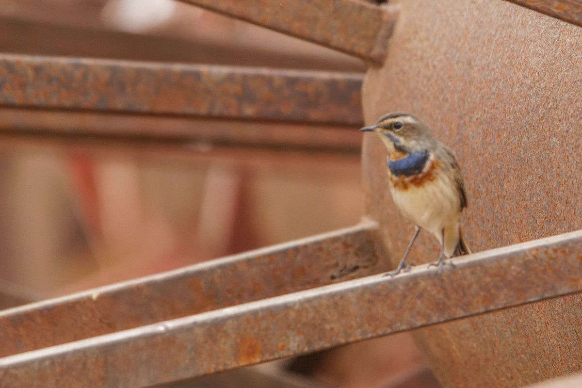 Ruiseñor Pechiazul - ML646780641