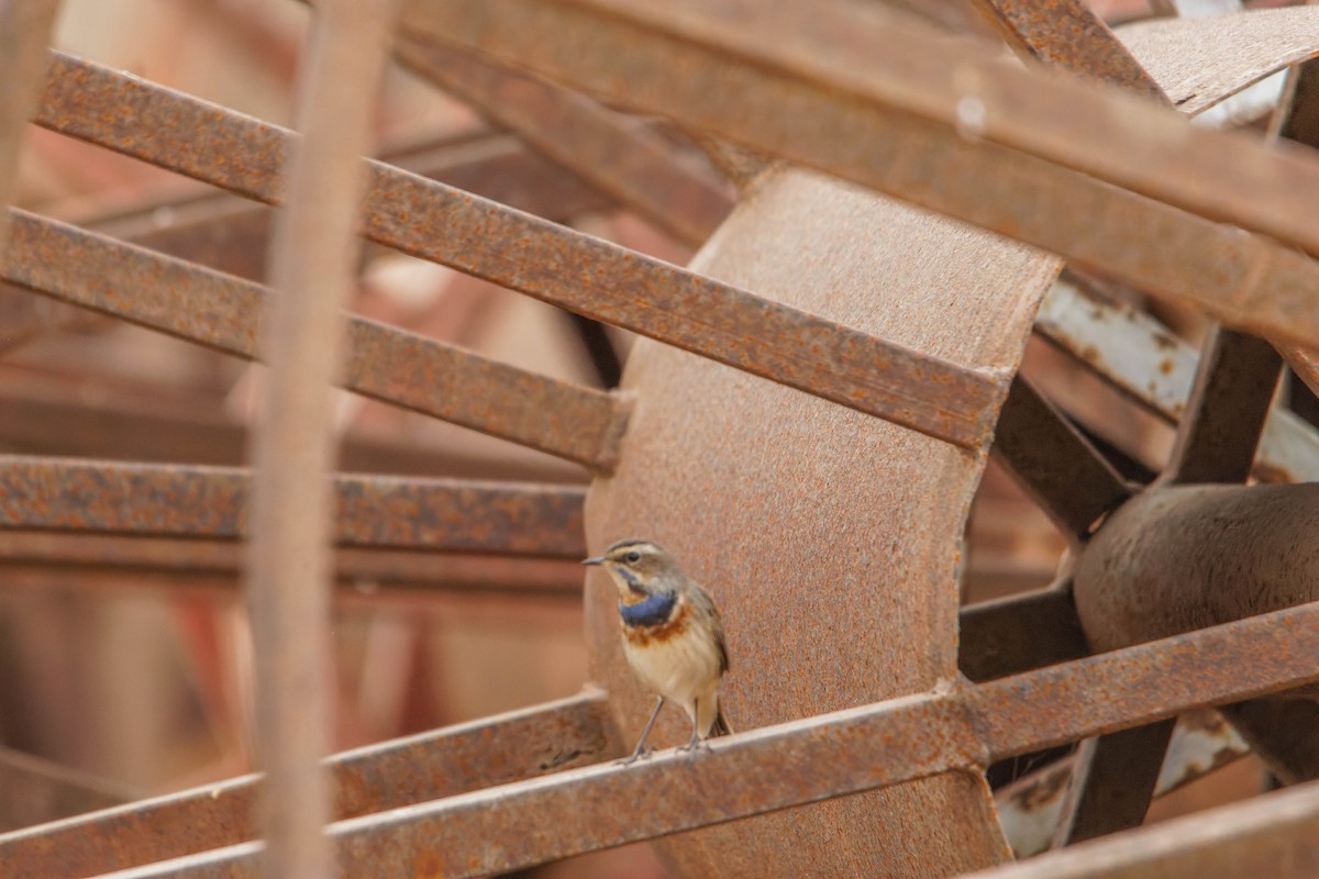 Ruiseñor Pechiazul - ML646780642