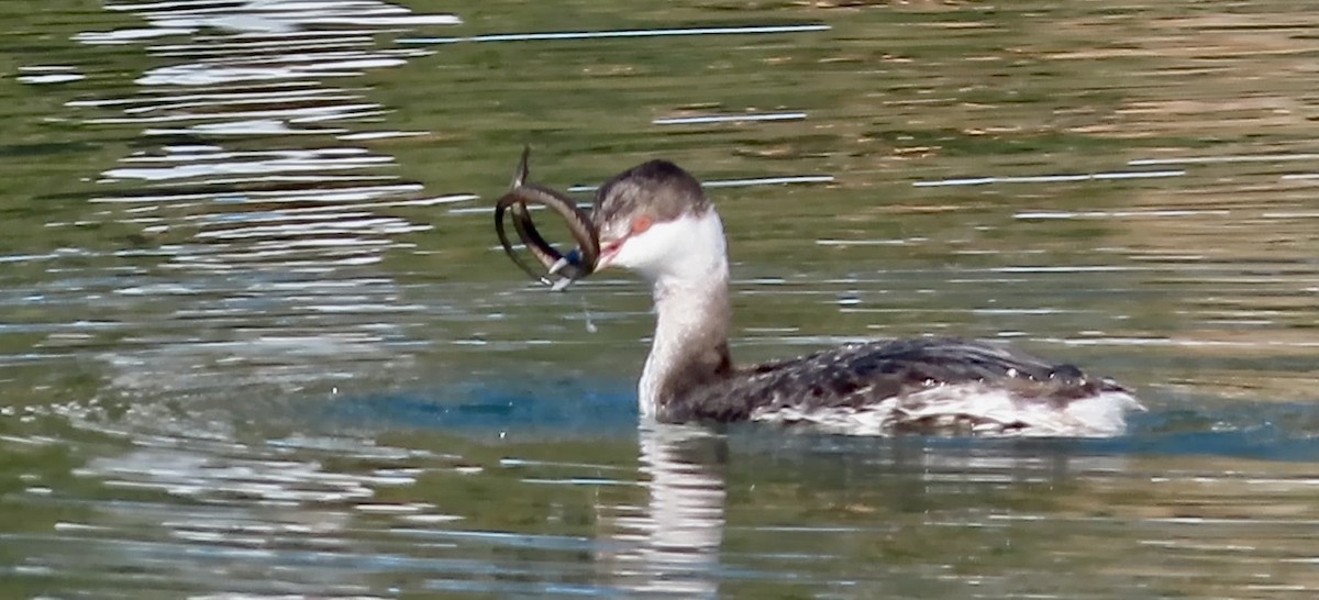 Horned Grebe - ML646780643