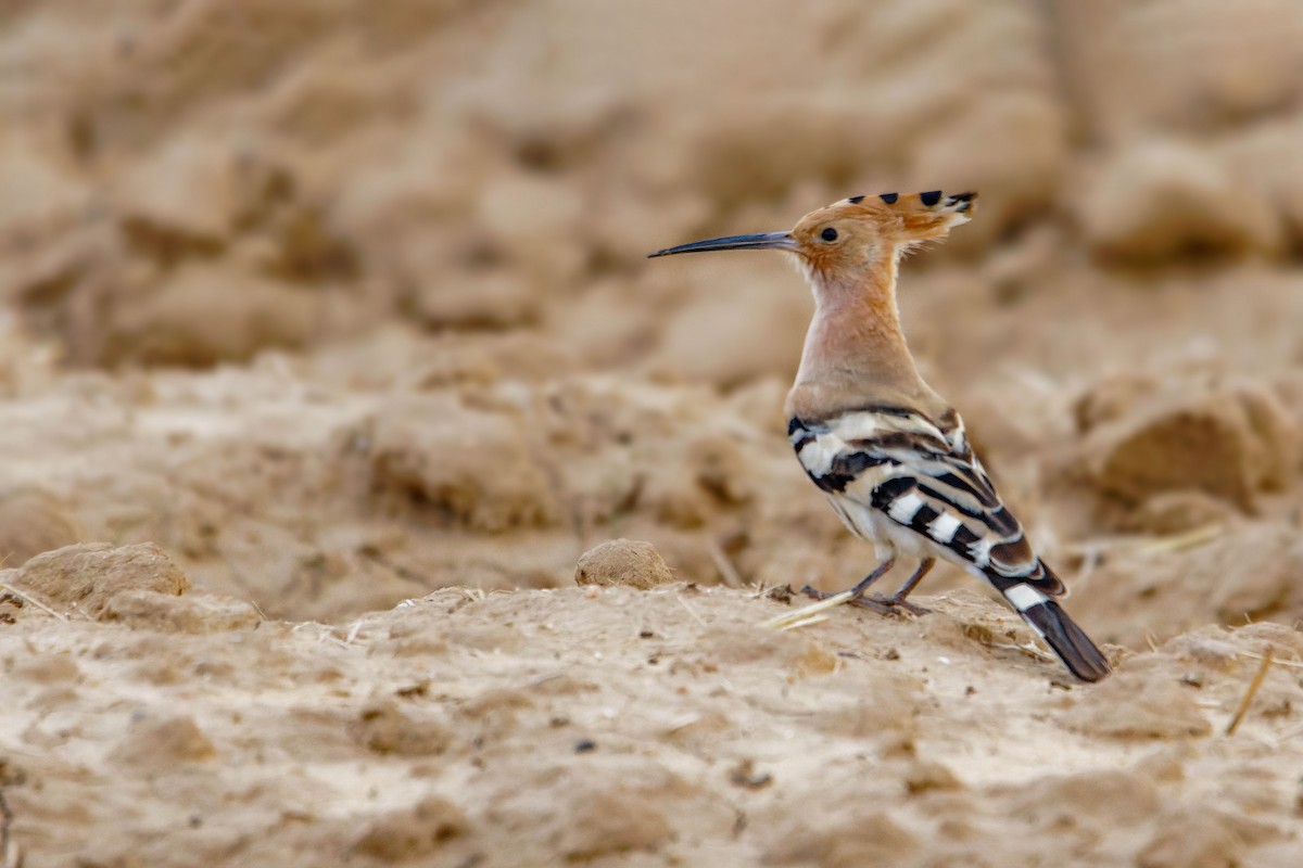 Abubilla Común - ML646780652