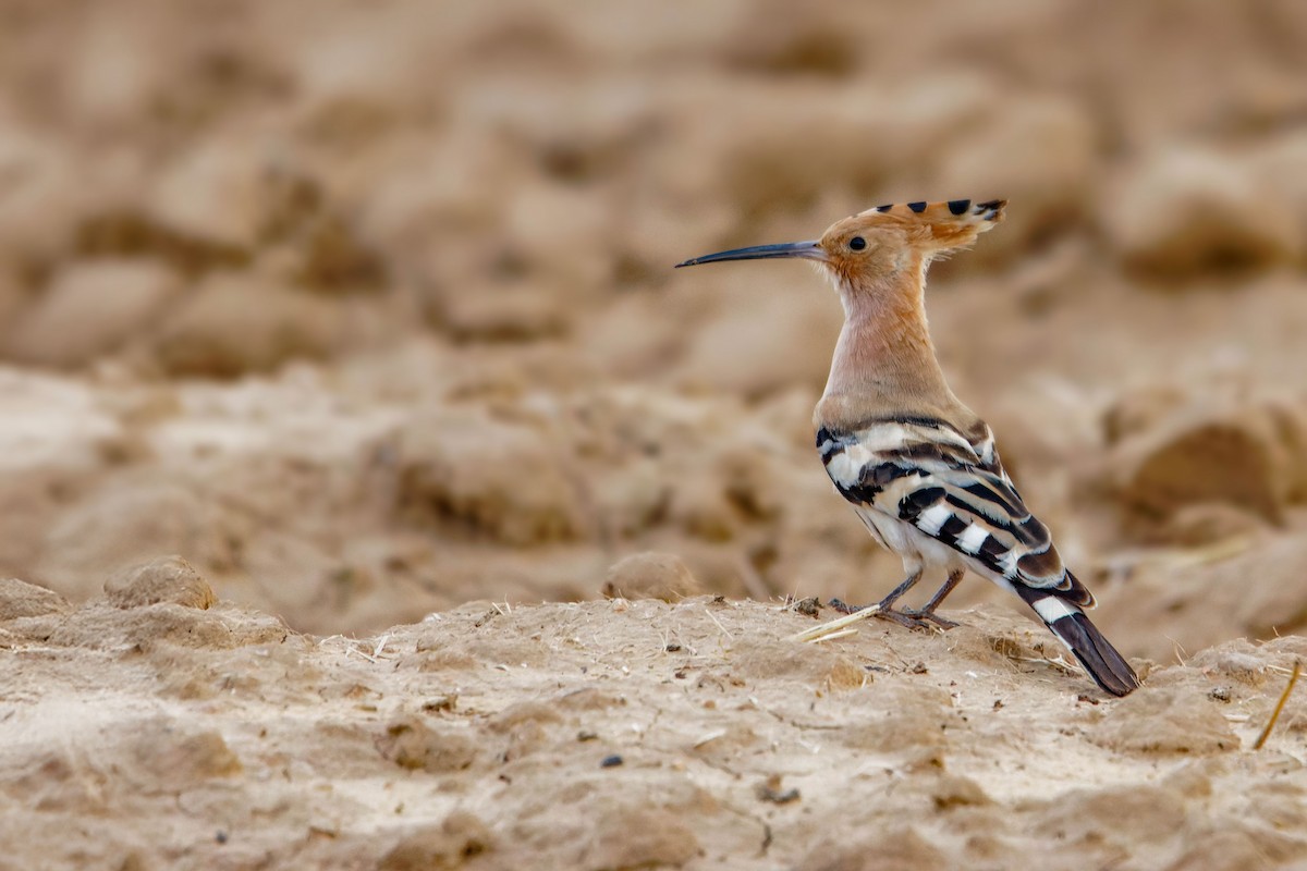 Abubilla Común - ML646780653