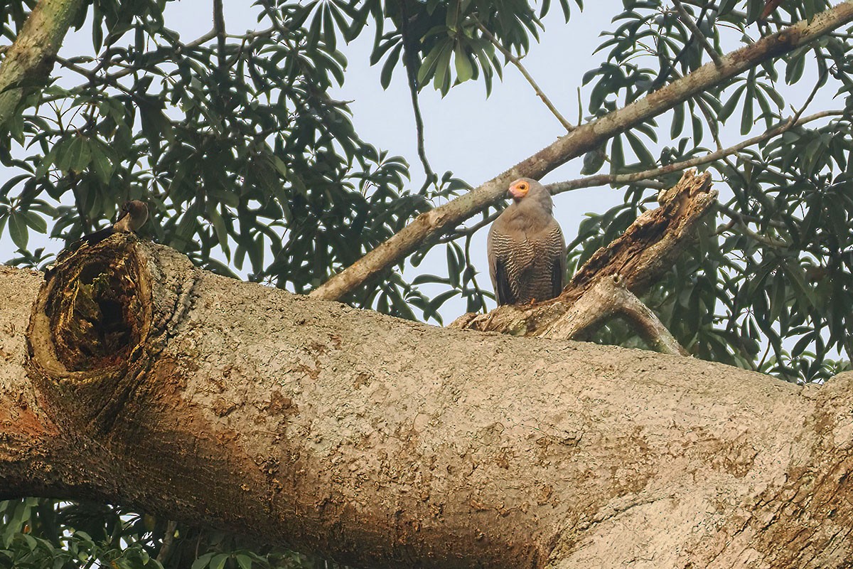 チュウヒダカ - ML646780654