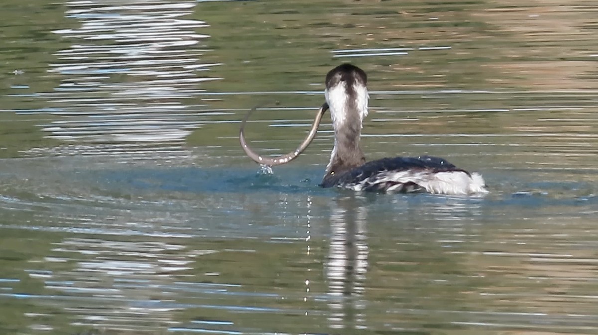 Horned Grebe - ML646780657