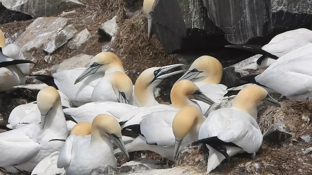 Северная олуша - ML646780663