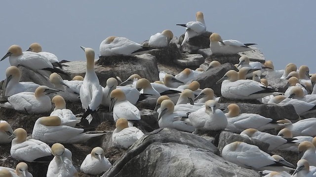 Северная олуша - ML646780665