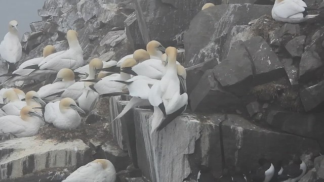 Северная олуша - ML646780666