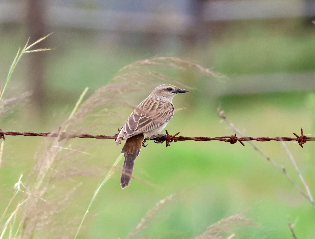 Mégalure de Mathews - ML646780669