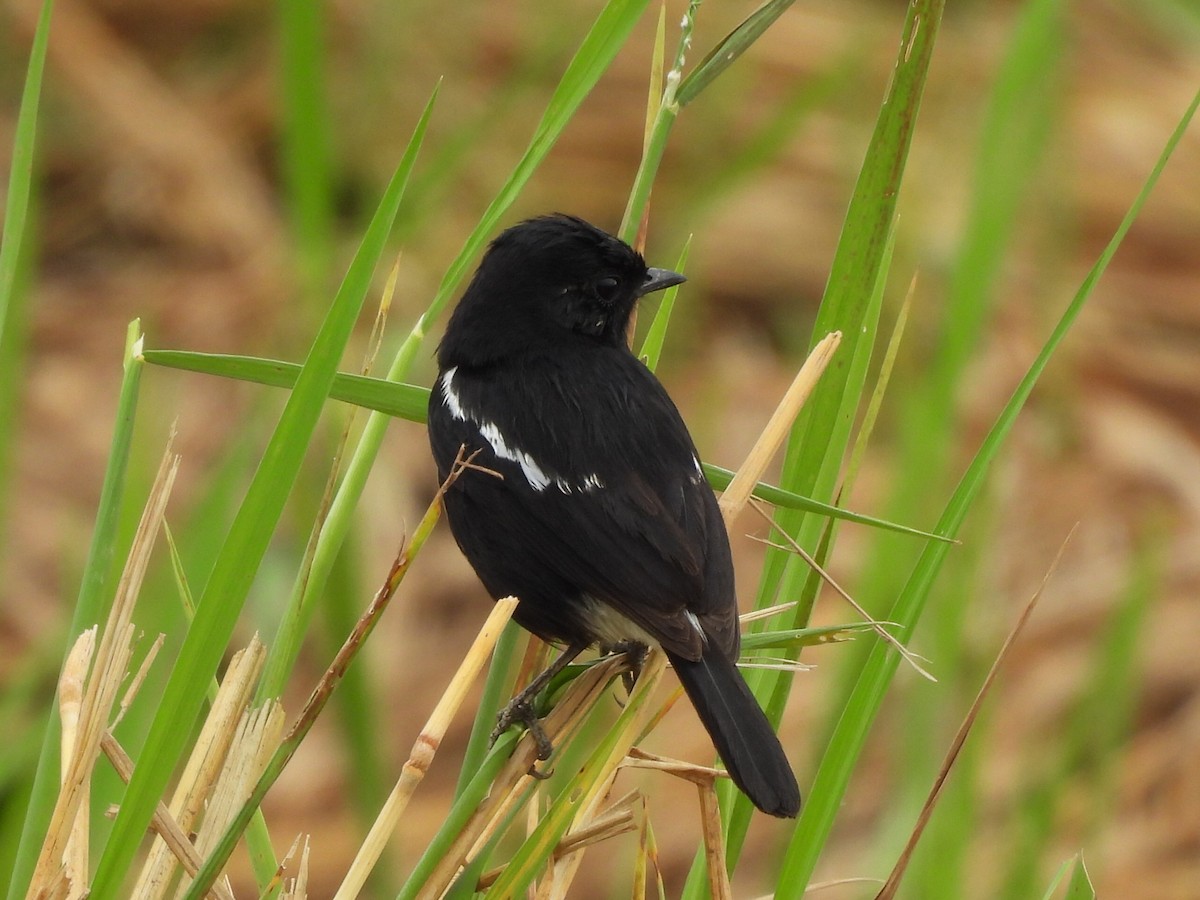 白斑黑石䳭 - ML646780671