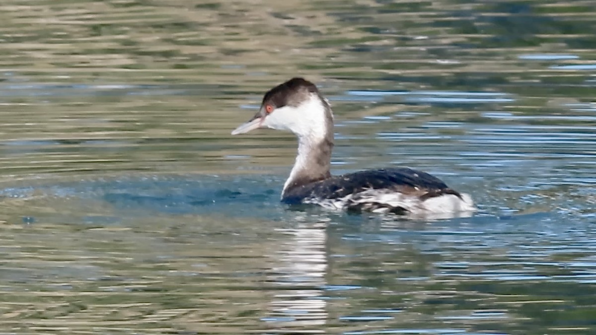 Horned Grebe - ML646780673