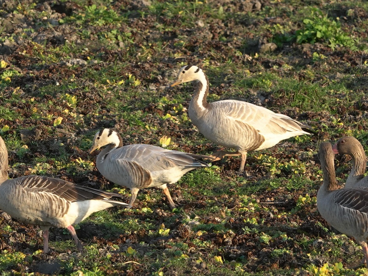Гуска гірська - ML646780674