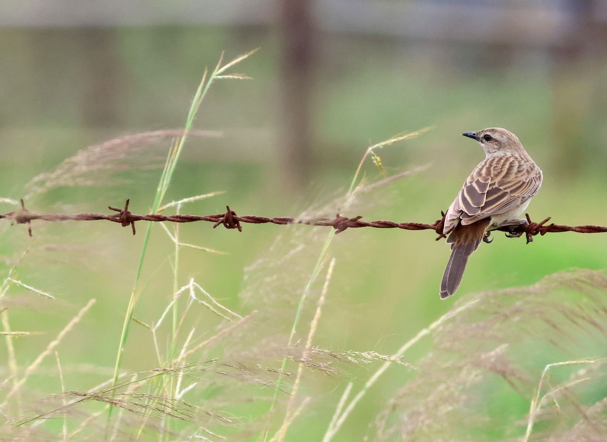 Mégalure de Mathews - ML646780675