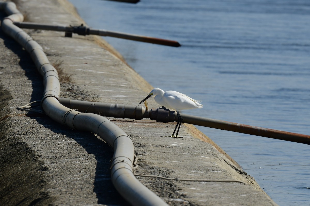 silkehegre - ML646780676