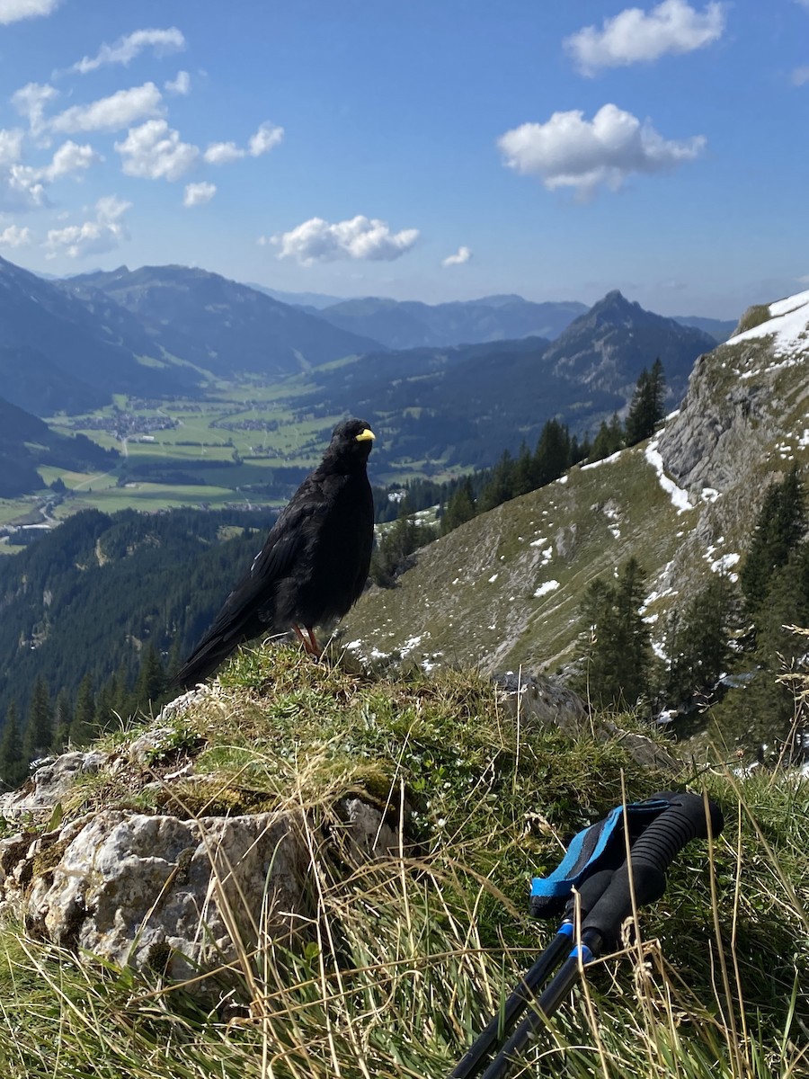 Шар хошуут жунгаа - ML646780681