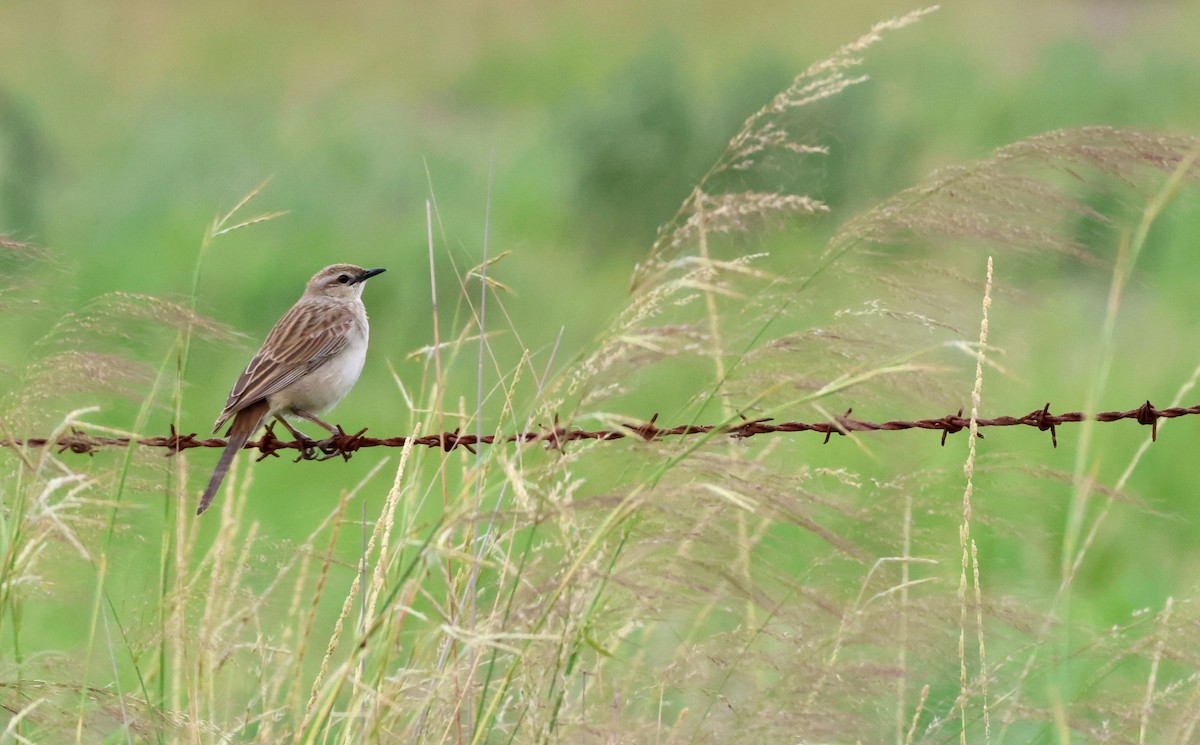 Mégalure de Mathews - ML646780683