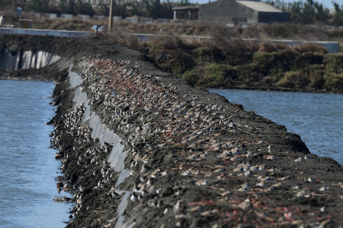 myrsnipe - ML646780685