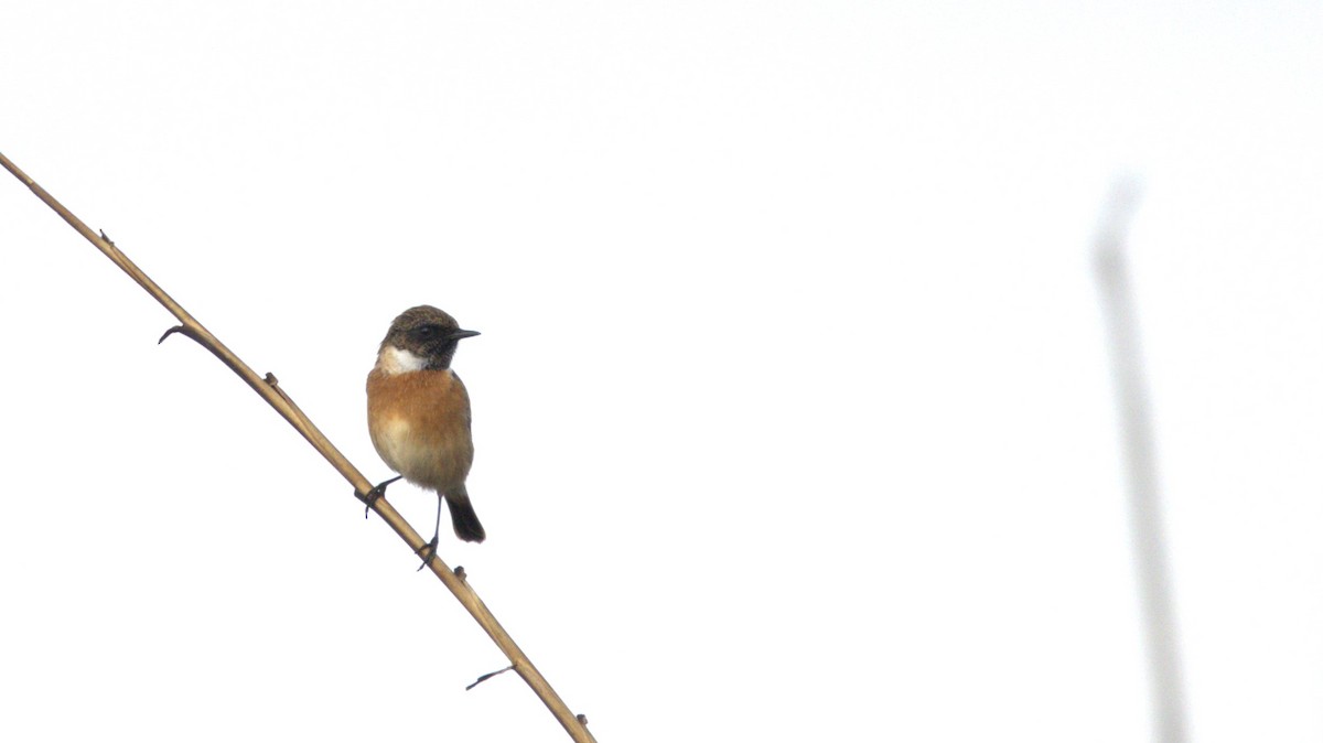 European Stonechat - ML646780687
