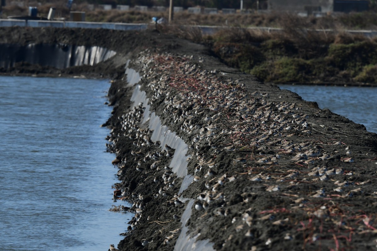 hvitbrystlo - ML646780688