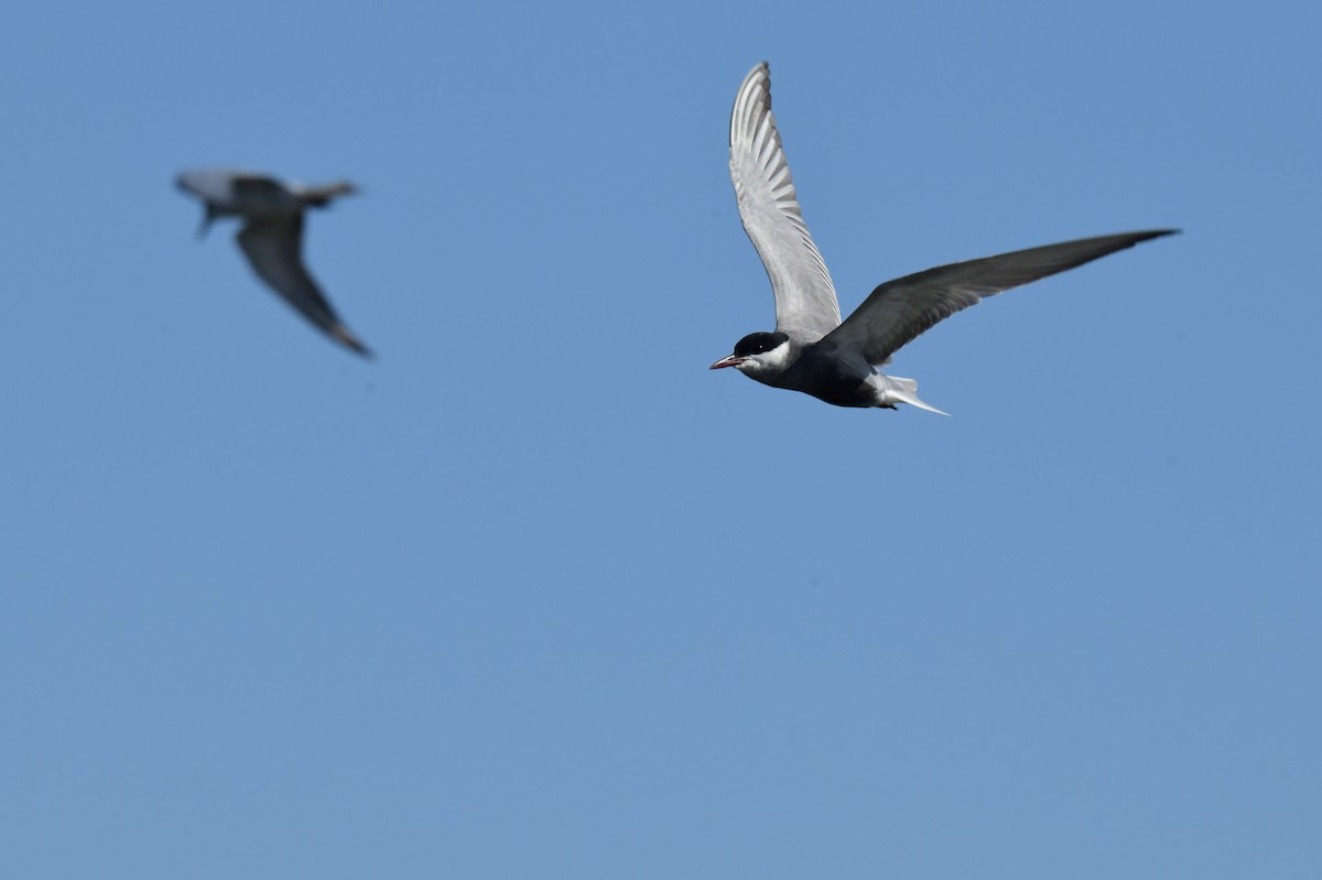 hvitkinnsvartterne - ML646780691