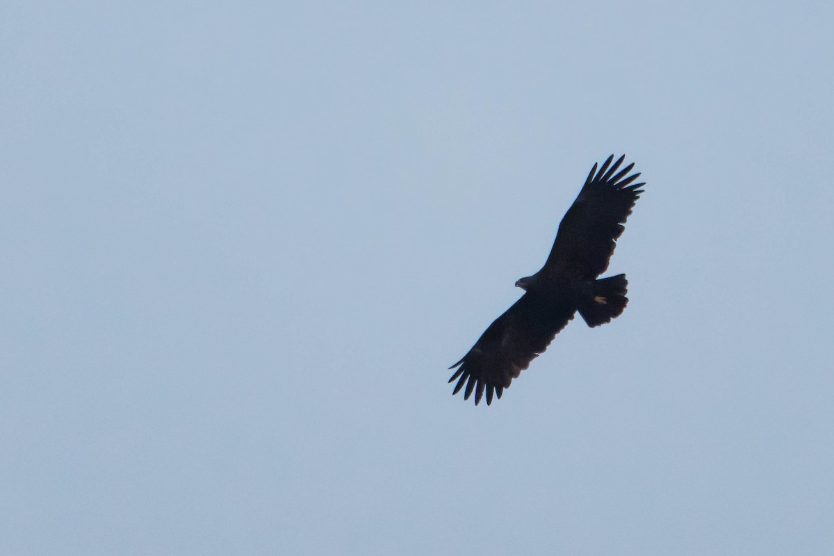 Águila Moteada - ML646780697