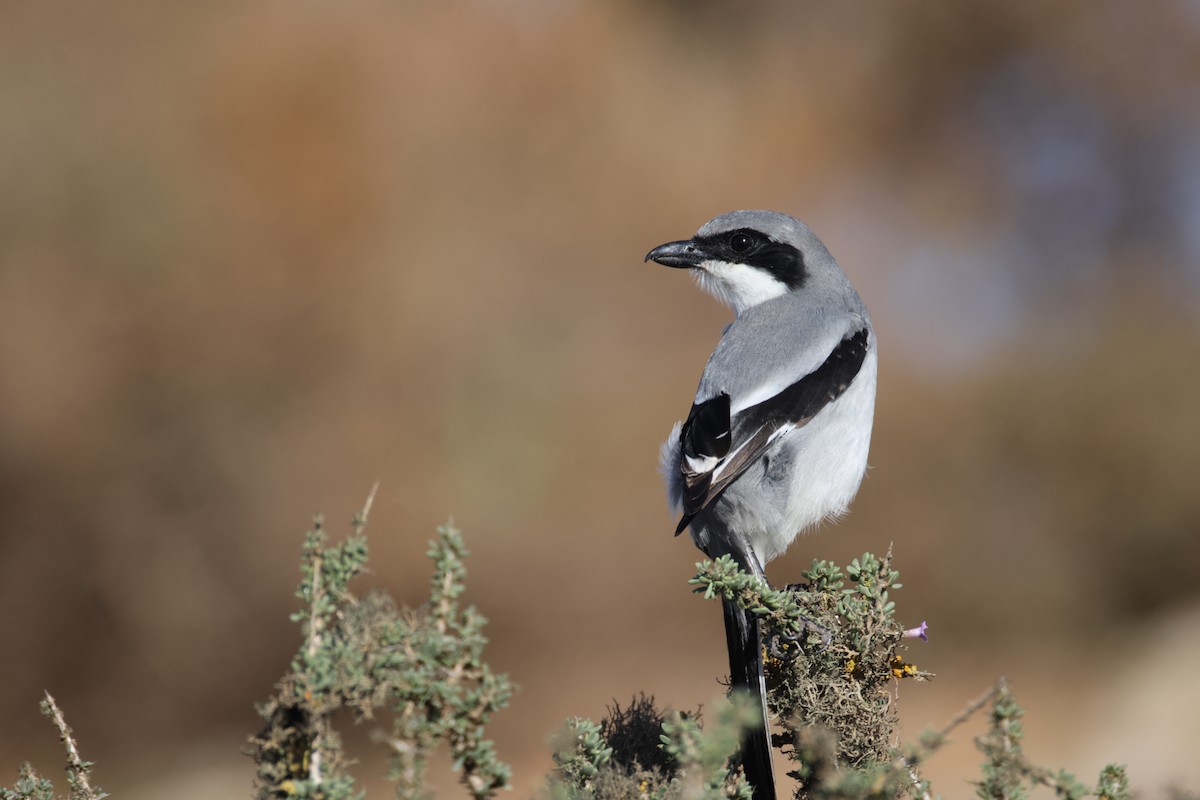 Great Gray Shrike - ML646780699