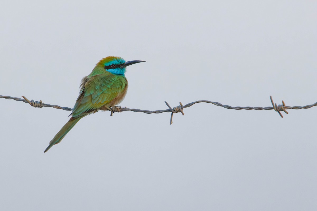 vlha arabská - ML646780700