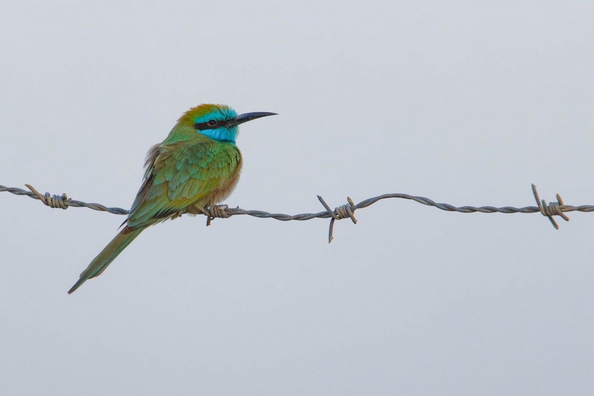 vlha arabská - ML646780701