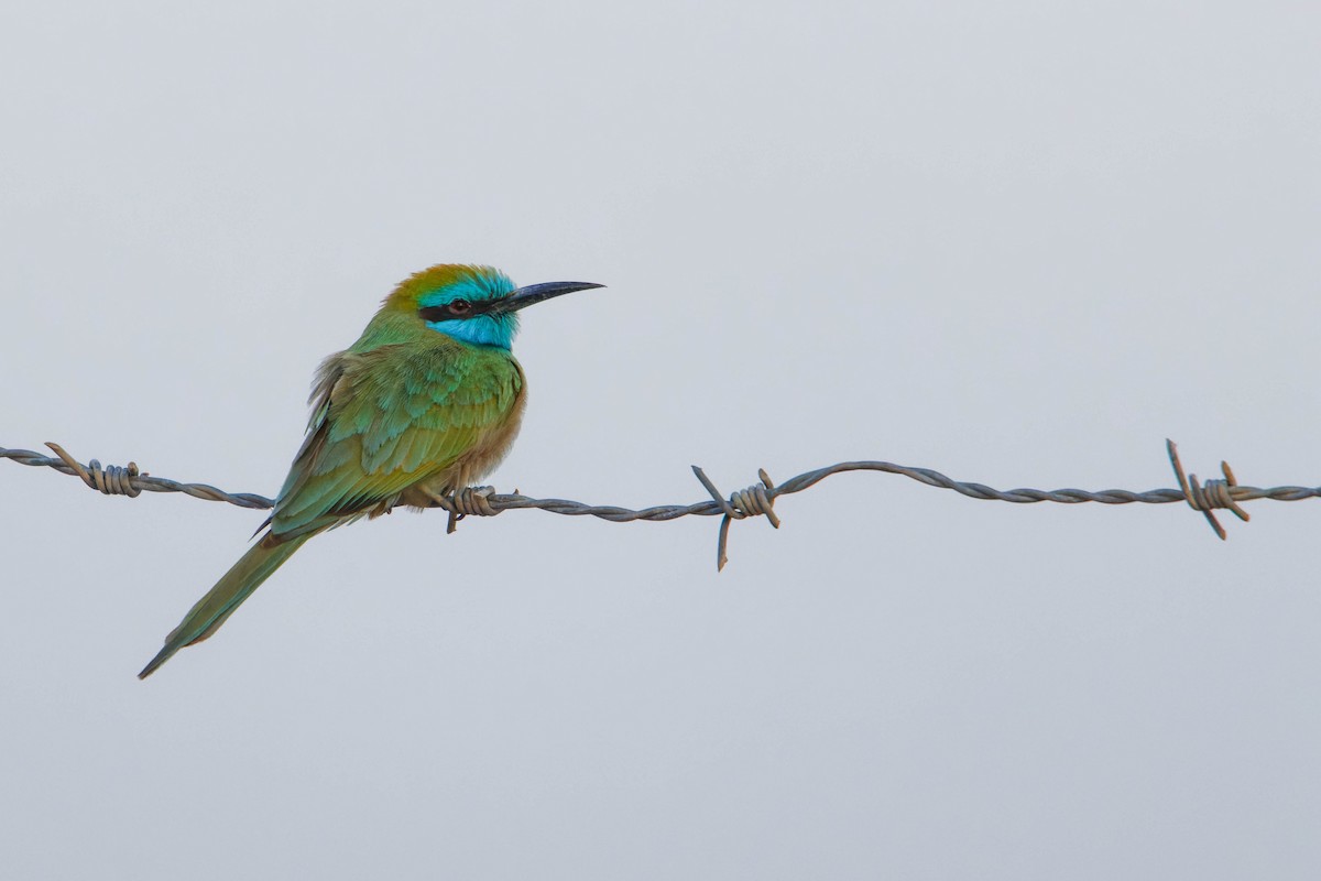 vlha arabská - ML646780702