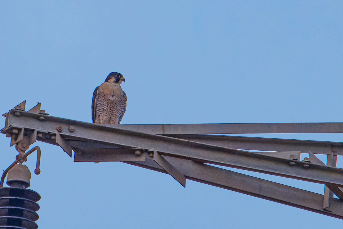 Halcón Peregrino - ML646780704