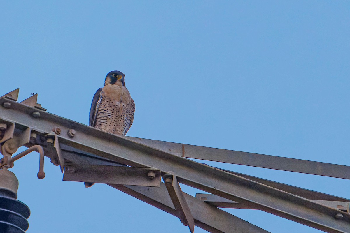 Halcón Peregrino - ML646780705