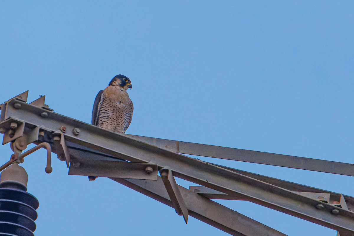 Peregrine Falcon - ML646780706
