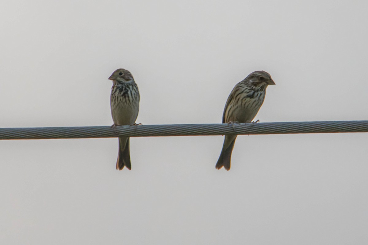 Escribano Triguero - ML646780709