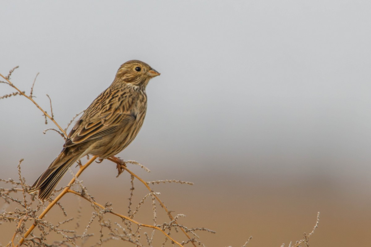 Escribano Triguero - ML646780710