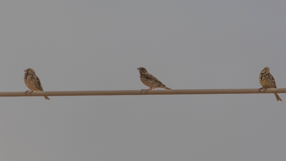 Escribano Triguero - ML646780711