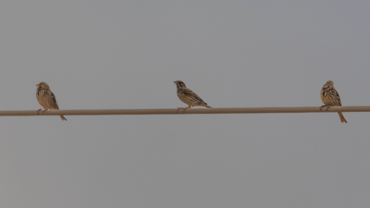 Escribano Triguero - ML646780712